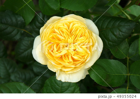 黄色い薔薇(ジャンヌダルク)デルバール社 黄色い薔薇(ジャンヌダルク)デルバール社 49355024