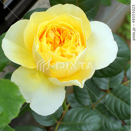 黄色い薔薇(ジャンヌダルク)デルバール社 黄色い薔薇(ジャンヌダルク)デルバール社 49355025
