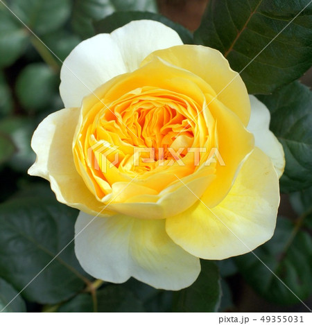 黄色い薔薇(ジャンヌダルク)デルバール社 黄色い薔薇(ジャンヌダルク)デルバール社 49355031