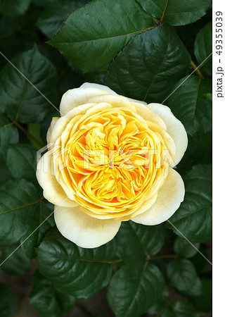 黄色い薔薇(ジャンヌダルク)デルバール社 黄色い薔薇(ジャンヌダルク)デルバール社 49355039
