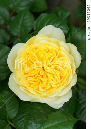 黄色い薔薇(ジャンヌダルク)デルバール社 黄色い薔薇(ジャンヌダルク)デルバール社 49355042