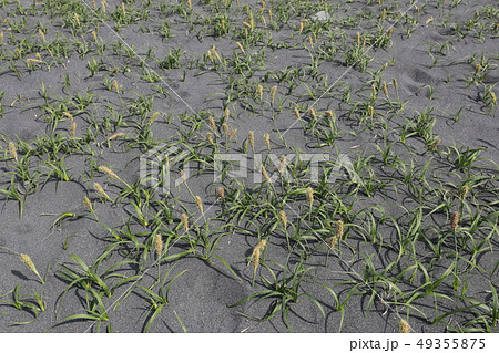 コウボウムギ コウボウムギ 49355875