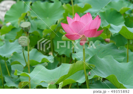 花 蓮 夏 49355892