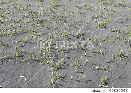 コウボウムギ 49356548