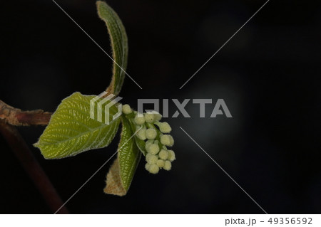 自然 植物 ハクウンボク、葉の展開と同時に顔をを出す小さな房。初夏には美しい花房になります② 自然 植物 ハクウンボク、葉の展開と同時に顔をを出す小さな房。初夏には美しい花房になります② 49356592