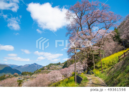 ひょうたん桜公園 仁淀川町の写真素材