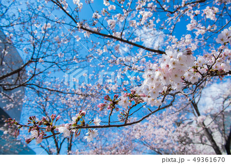 桜 桜 49361670