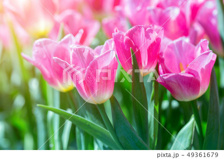 Tulip flower with green leaf in tulip field. Tulip flower with green leaf in tulip field. 49361679