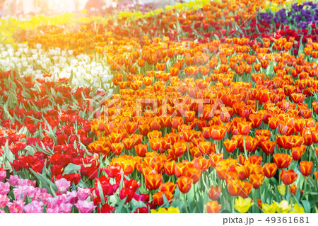 Tulip flower with green leaf in tulip field. Tulip flower with green leaf in tulip field. 49361681