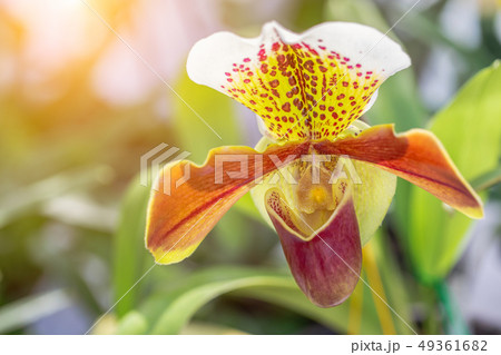 Orchid flower in garden at winter or spring day. Orchid flower in garden at winter or spring day. 49361682