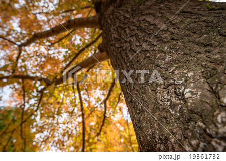 タイワンフウ 49361732