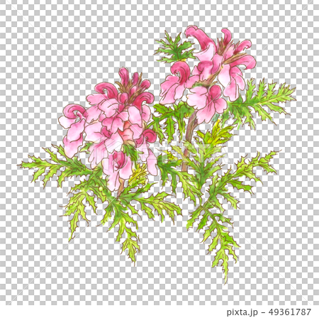 タカネシオガマ 49361787