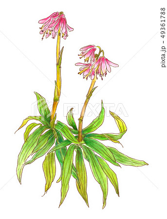 ショウジョウバカマ 49361788