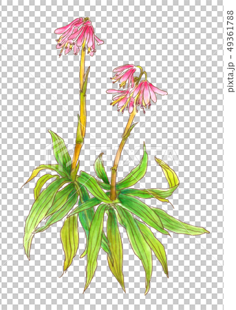 ショウジョウバカマ 49361788