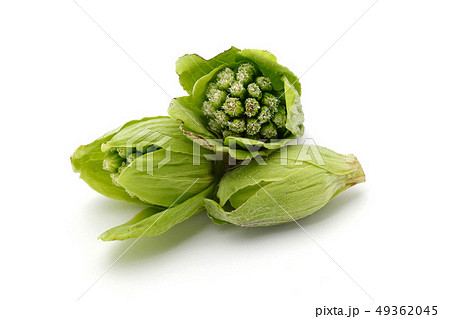 ふきのとう 49362045