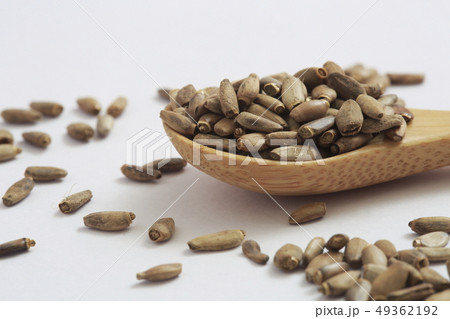 《ハーブ》　ミルクシスル 49362192