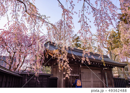 秋田県　仙北市　角館のしだれ桜　樺細工伝承館の門 49362488