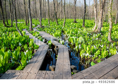秋田県　仙北市　刺巻湿原の水ばしょう群生　木道 49362686