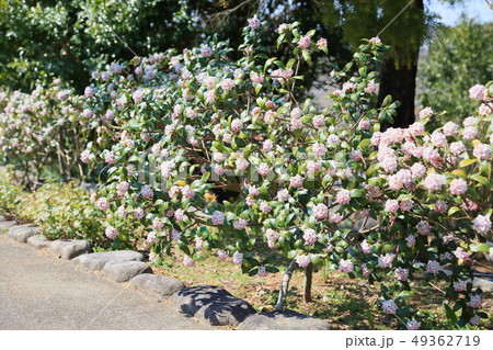 ジンチョウゲの花 ジンチョウゲの花 49362719