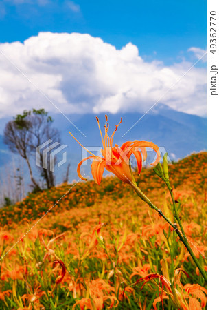 台湾 花蓮 池上 49362770