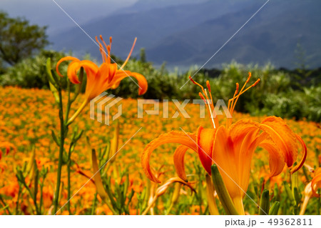 台湾 花 フラワー 49362811