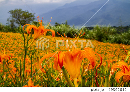 花 フラワー お花 49362812