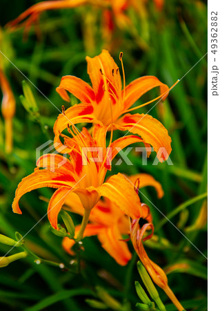 台湾 花蓮 池上 49362882