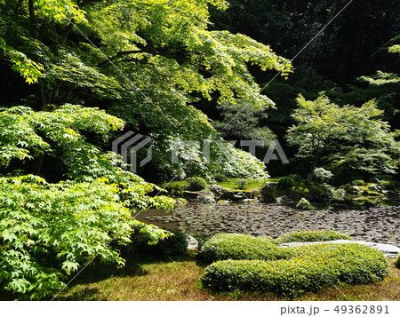 新緑輝く南禅寺塔頭南禅院 新緑輝く南禅寺塔頭南禅院 49362891