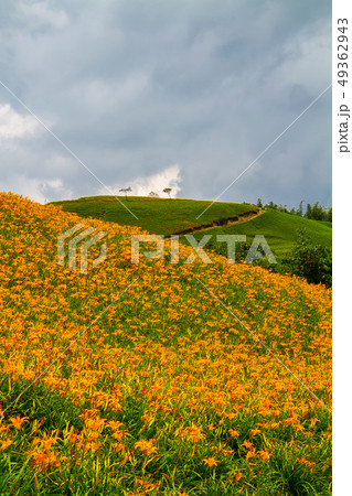 台湾 花蓮 池上 49362943