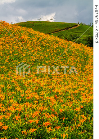 台湾 花蓮 池上 49362944