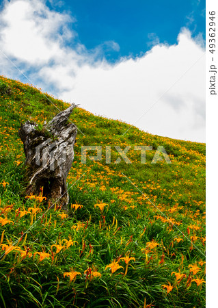 台湾 花蓮 池上 49362946