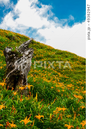 台湾 花蓮 池上 49362947