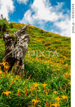 台湾 花蓮 池上 49362948