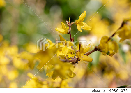 シナレンギョウ（モクセイ科）木肌・木膚・木のはだ・外皮・樹皮・木目・花・芽） 49364075