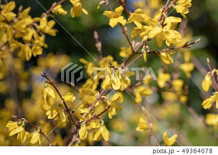 シナレンギョウ（モクセイ科）木肌・木膚・木のはだ・外皮・樹皮・木目・花・芽） 49364078