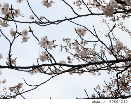 公園の桜 49364219