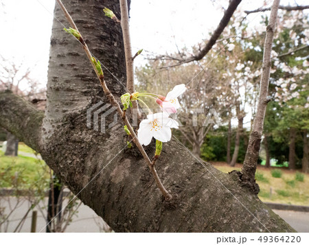 芽吹き 49364220