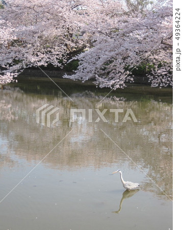 湖畔の桜 49364224