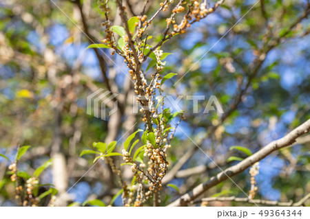 ヒサカキ（ツバキ科）木肌・木膚・木のはだ・外皮・樹皮・木目・花・芽） 49364344