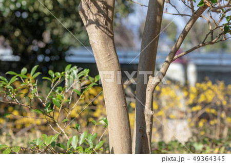 ヒサカキ（ツバキ科）木肌・木膚・木のはだ・外皮・樹皮・木目・花・芽） 49364345