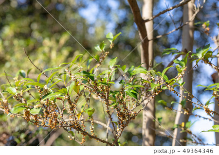 ヒサカキ(ツバキ科)木肌・木膚・木のはだ・外皮・樹皮・木目・花・芽) ヒサカキ(ツバキ科)木肌・木膚・木のはだ・外皮・樹皮・木目・花・芽) 49364346