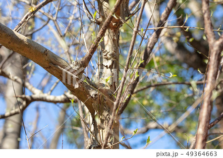 サンシュユ（ミズキ科）木肌・木膚・木のはだ・外皮・樹皮・木目・花・芽・実） 49364663