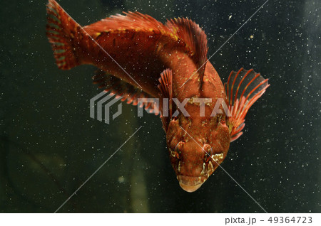 クジメ クジメ 49364723