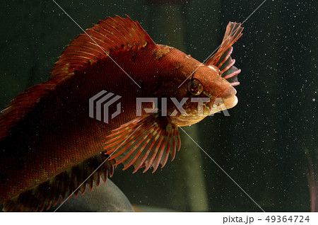 クジメ クジメ 49364724