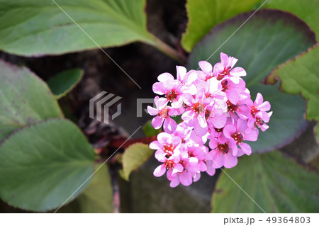 ヒマラヤユキノシタ(ヒマラヤ雪の下) ヒマラヤユキノシタ(ヒマラヤ雪の下) 49364803