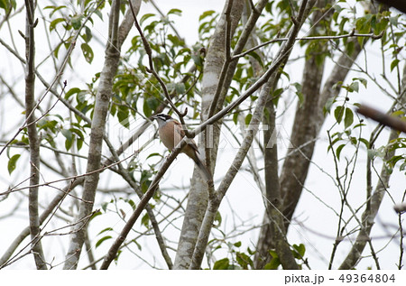 野鳥　ホオジロ 49364804