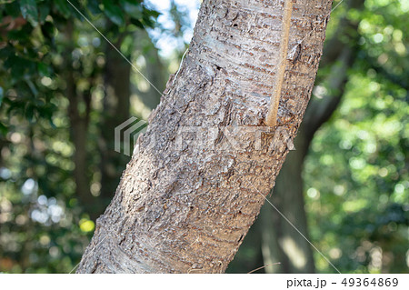 ヤマザクラ(バラ科)木肌・木膚・木のはだ・外皮・樹皮・木目・花・芽・実) ヤマザクラ(バラ科)木肌・木膚・木のはだ・外皮・樹皮・木目・花・芽・実) 49364869