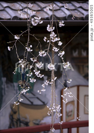 十輪寺の枝垂れ桜 十輪寺の枝垂れ桜 49365005