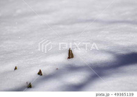 雪の中から顔を出したチューリップの芽の写真素材