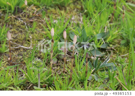 つくし 49365153
